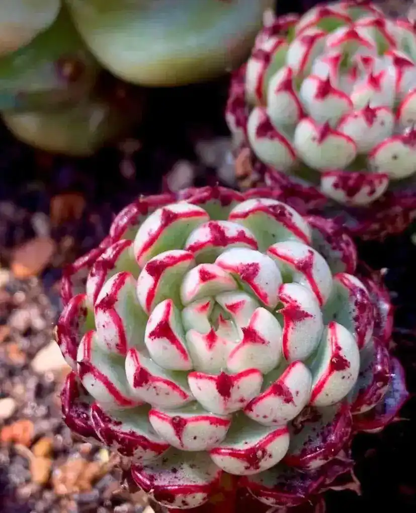 养多肉好几年，却不知道养的是啥品种！附40种最美品种参照图