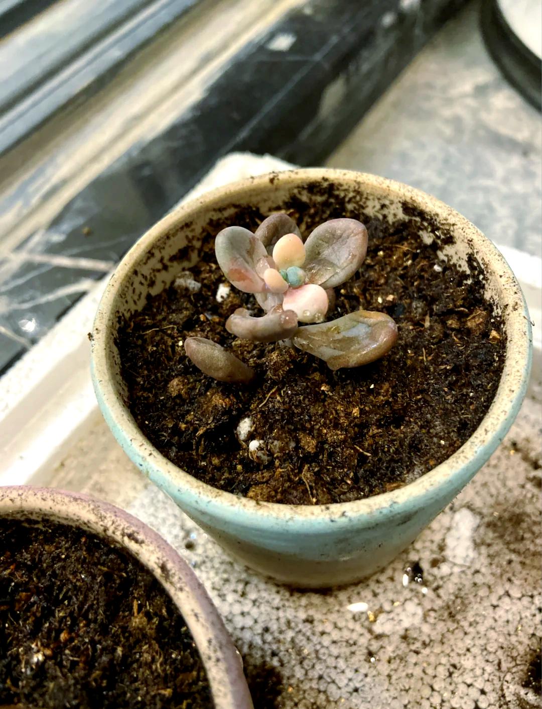 多肉植物濒死？别急，救活它其实很简单！